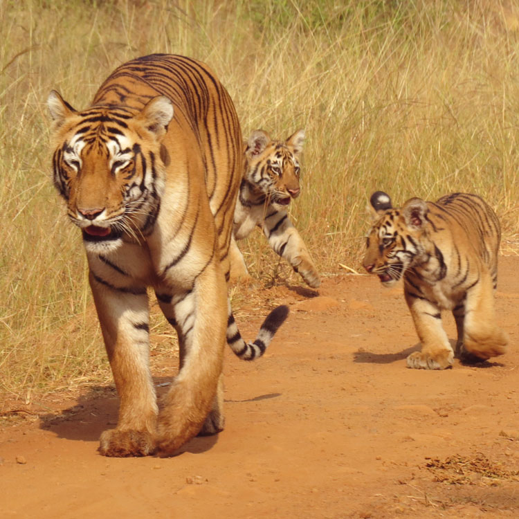 Tadoba wild Life